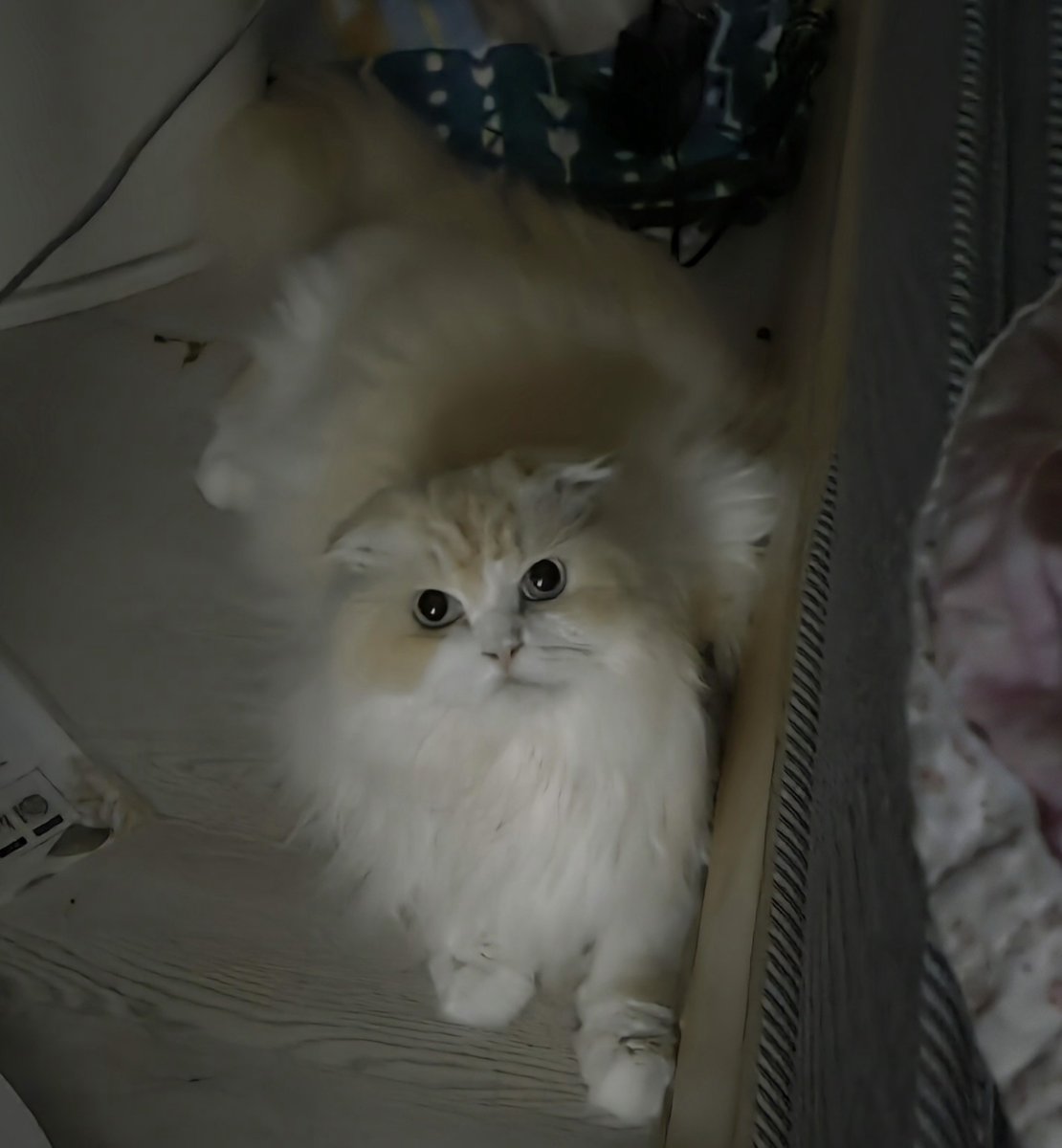 XD4_00's tweet photo. 왜 그렇게 보세여? https://t.co/Cz8eEaSXcg