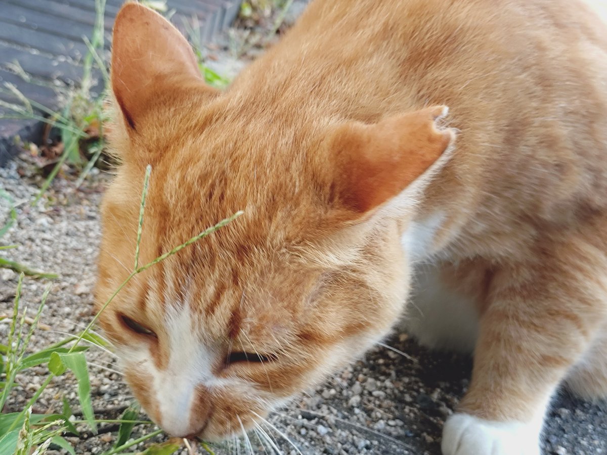 karag_e's tweet photo. 夏みかんの国へのひととき https://t.co/d8jauQSskQ