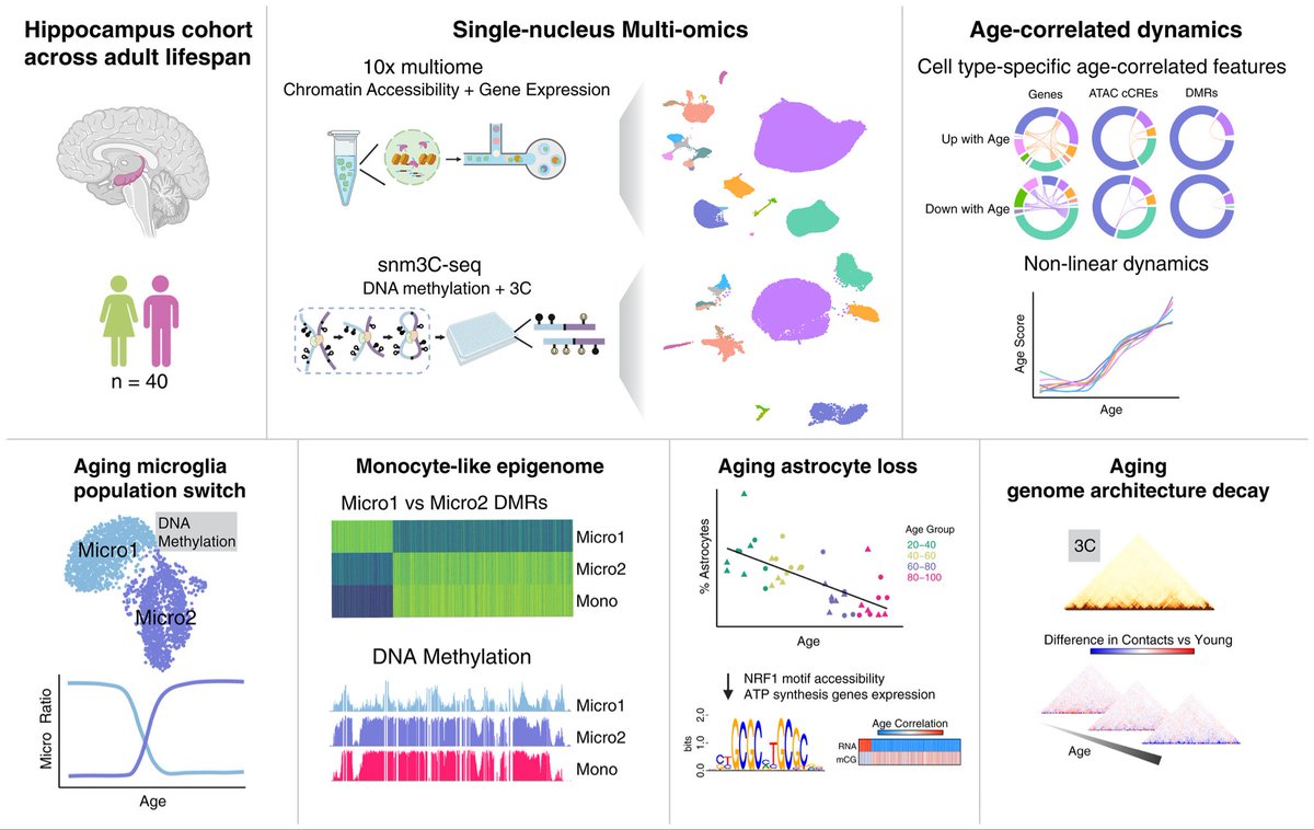 Dr_Tnia's tweet photo. Epigenetic and 3D genome reprogramming during the aging of the human hippocampus | Science https://t.co/iY29RZl8dc https://t.co/bN0fK9hDut