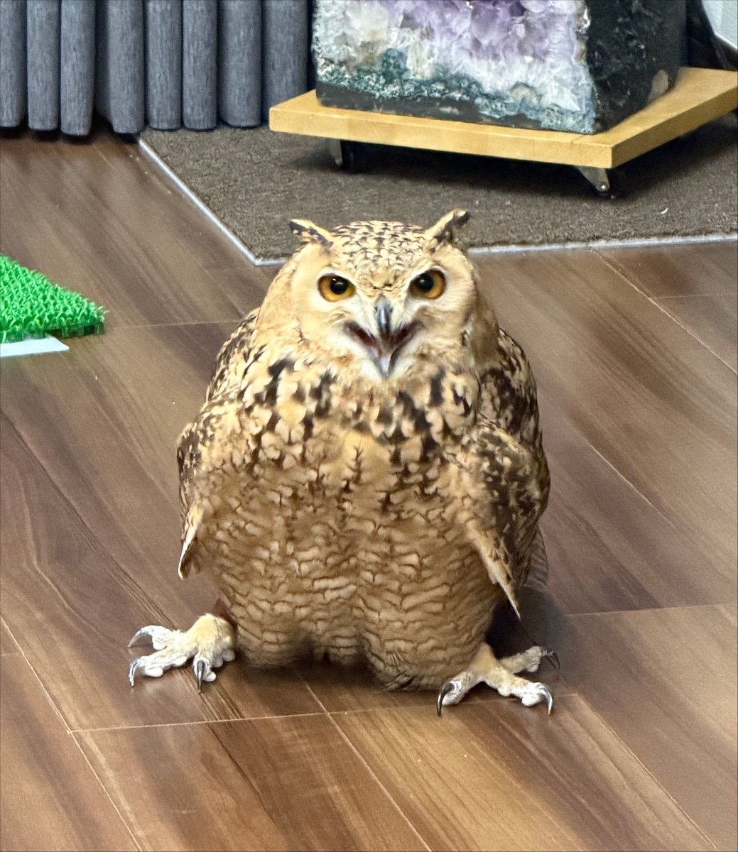 kamui_owl's tweet photo. 🦉 お ？ やるか ？ お ？ https://t.co/ZAX4x0Kqv4