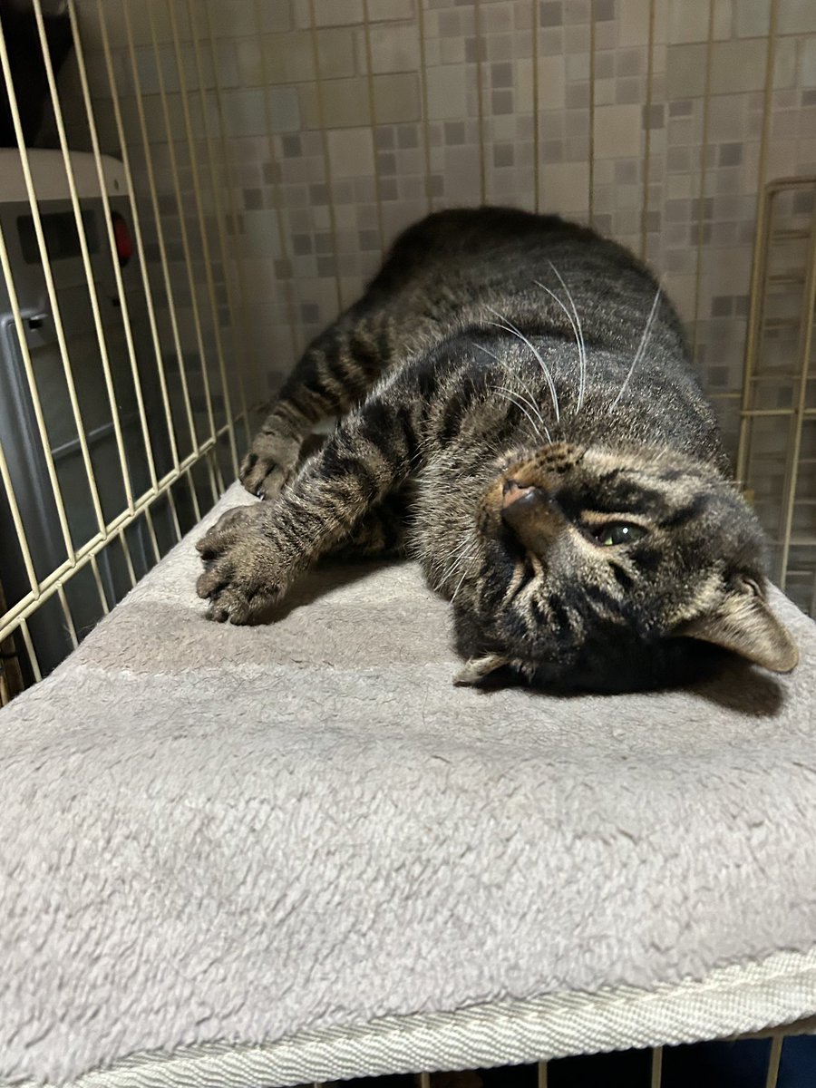 nekovol's tweet photo. 【里親募集】保護主の庭先で「ご飯くれ〜」と大声で鳴いていたキジトラ猫のぶんちゃん🍀人大好きな甘えん坊、濃い目���キジトラ模様の大柄な子です。
#里親募集 #保護猫 #キジトラ #大柄 #甘えん坊 #cat

https://t.co/KQVVwXktdm https://t.co/wpkRFX5Mdg