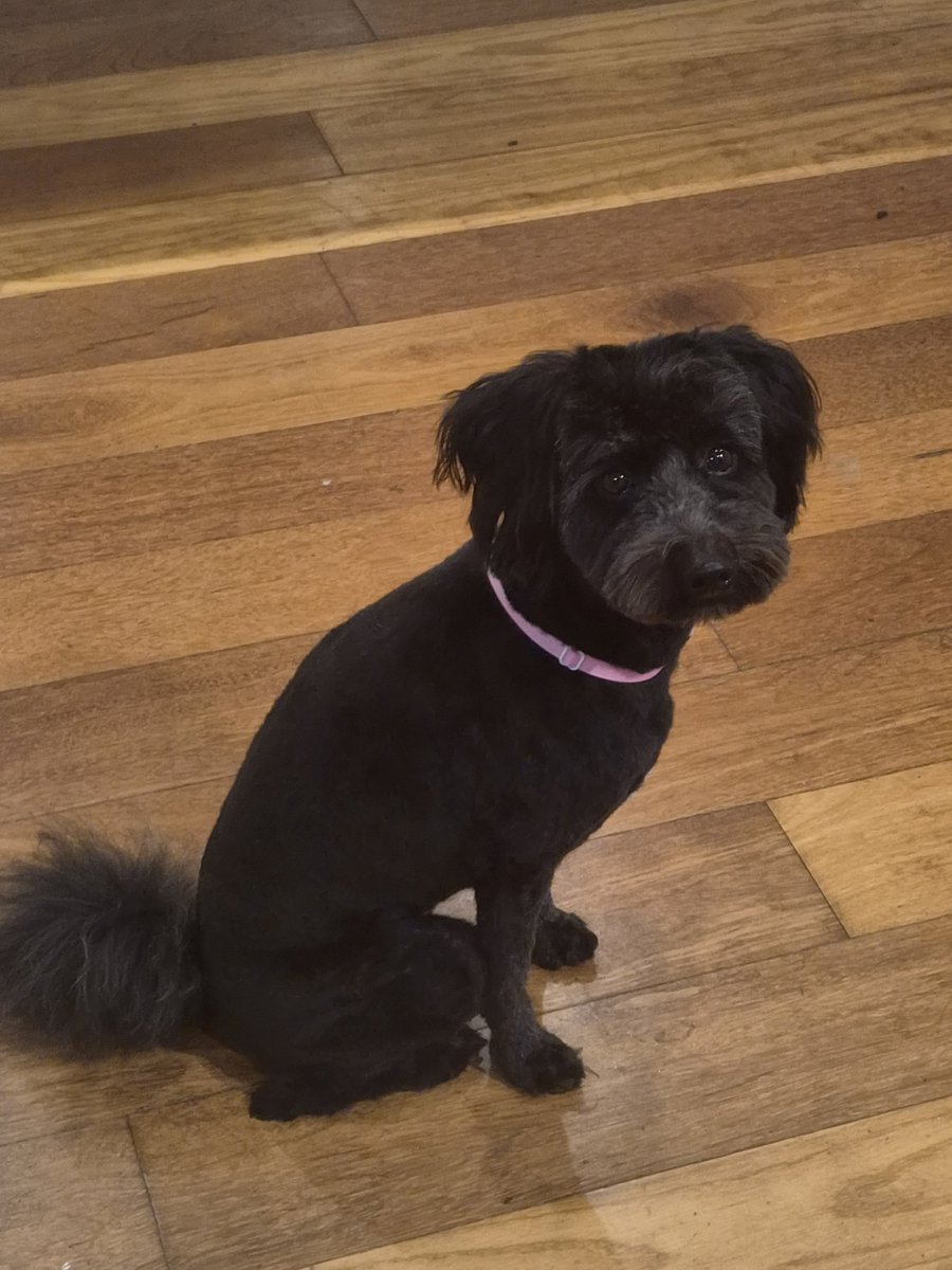 wheres_lithium's tweet photo. Bro what did the groomer do to my dog https://t.co/gHKbPlM3AB