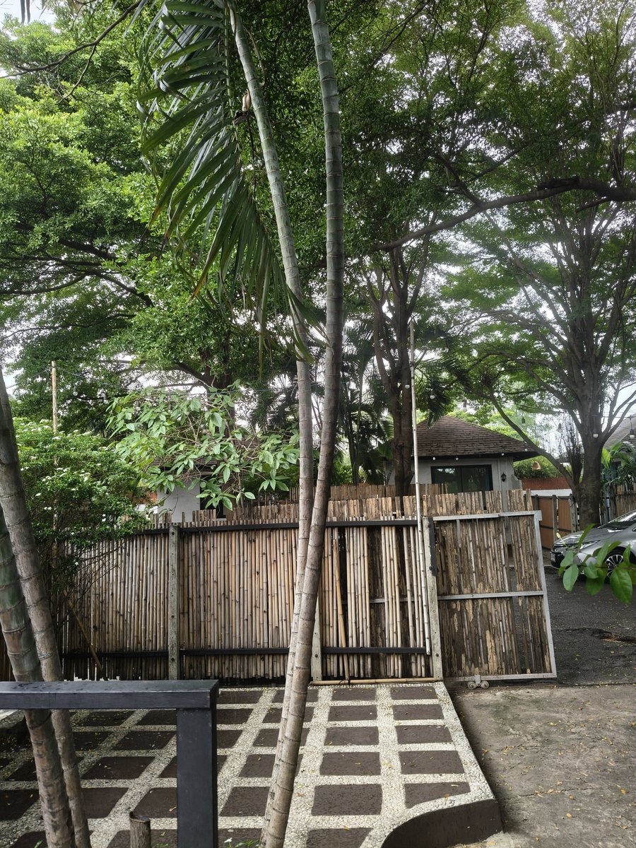 L_Lee_77's tweet photo. ฝนตกบรรยากาศดีมาก
#ป่าไผ่ https://t.co/VgqTSLMfhD