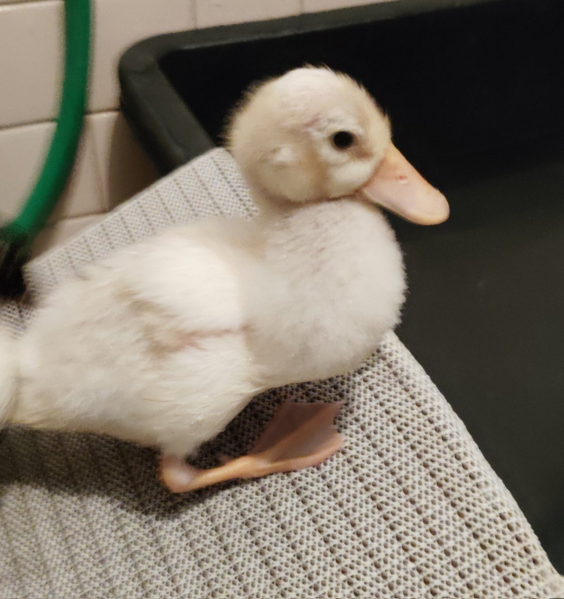 Shepherd4013's tweet photo. 末っ子のよつばだけが一番小さい
お風呂が、ほぼ遊び場になってる笑
　
餌食べたばかりだからむっちりしてる笑 https://t.co/4sA28u8Enw