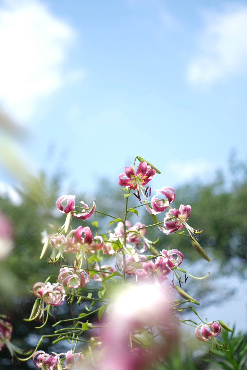 sora118787's tweet photo. 連日の猛暑
そんな中、夏を探しに出かける

夏は「暑いね」が挨拶になったり
会話のきっかけになって
他人との距離が少し縮まるような気がして
嫌いじゃない

特に転職したばかりの私には
結構ありがたい

けど、ちょっと暑すぎるけどね https://t.co/J3Rnou4yQH