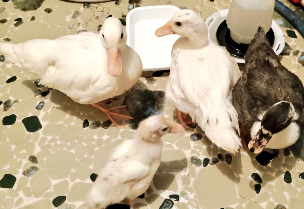 Shepherd4013's tweet photo. 末っ子のよつばだけが一番小さい
お風呂が、ほぼ遊び場になってる笑
　
餌食べたばかりだからむっちりしてる笑 https://t.co/4sA28u8Enw