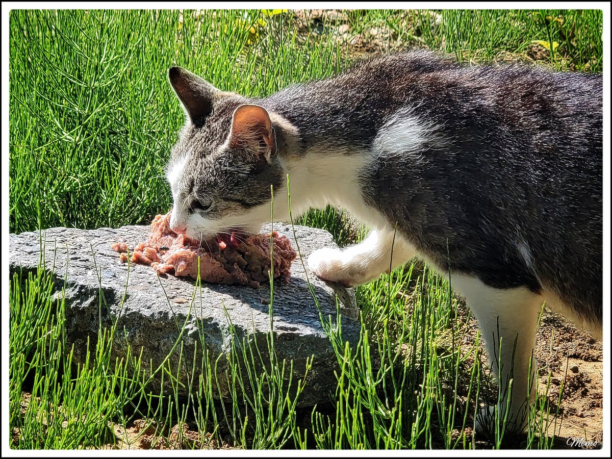 Memo_Barlow's tweet photo. ≪ Fütterung der “Moorkatzen” ≫

Heute waren zwei hungrige Mäuler an den »Näpfen« und sie waren mit einer Dose Katzenfutter und zwei Katzensticks zufrieden. 😀

#photography #fotografie #foto #photo #postprocessed #myphoto #mywork #ownwork #nature #natur #umwelt #katzen #cats #moorkatzen #caturday #catsoftwitter #catsofx