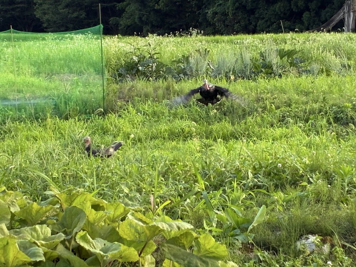 7faceturkey's tweet photo. 七面鳥が飛んでいるところを初めて撮影出来ました！！
本当は飛べるのに、飛ぶ気が無いから滅多に見られない光景😂

#鳥好きさんと繋がりたい 
#七面鳥 https://t.co/vuRyFEVzSL