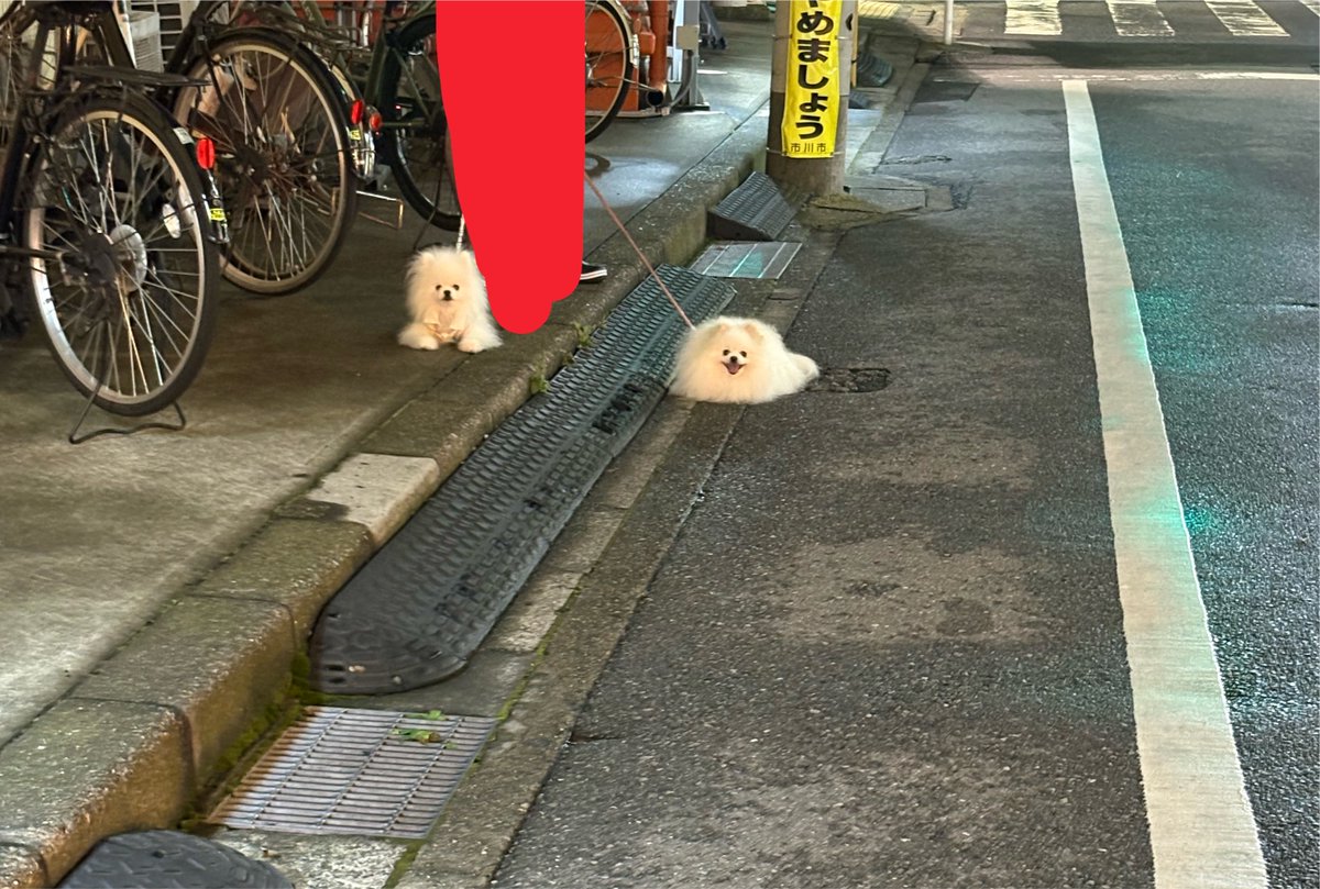 siroimohumohu's tweet photo. 遠方から見るとスライムなんだよね、、 https://t.co/upqFpIPxgM