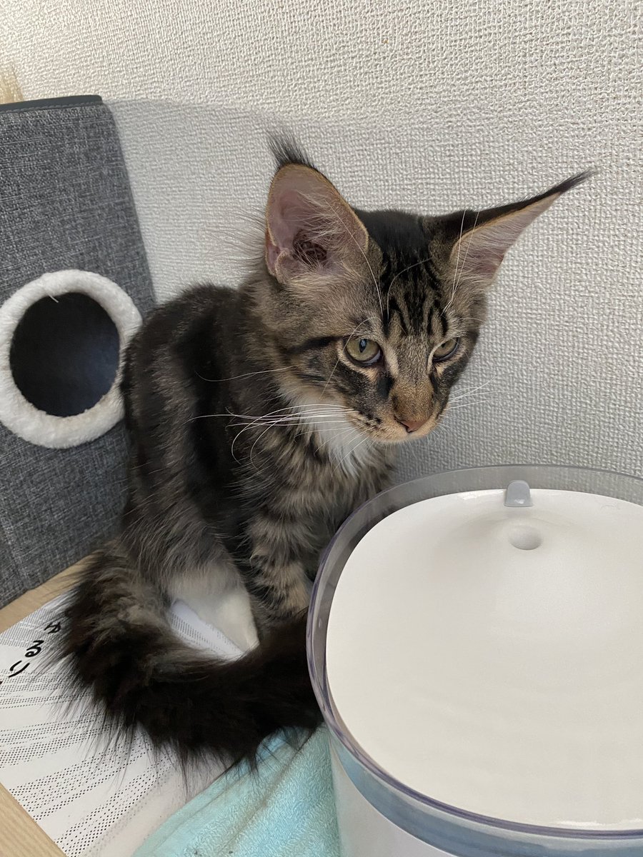 Midora0428's tweet photo. 腕枕されにくるレイン
水飲みフィロス
#猫 #メインクーン #猫がいる生活 #cat https://t.co/2uPHZeuq6N