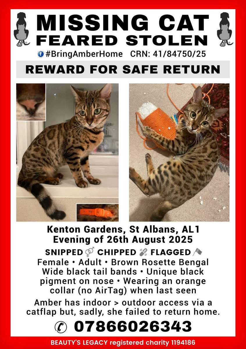 MissingPetsGB's tweet photo. We need help! #UK

AMBER HAS TO COME HOME

We don't know how many people this will reach because we seem to be under some shadowbans but please share if you see this🙏

August marks a year since AMBER'S theft
We suspect she's been sold on, if anyone has information please contact https://t.co/kntnKS40S9