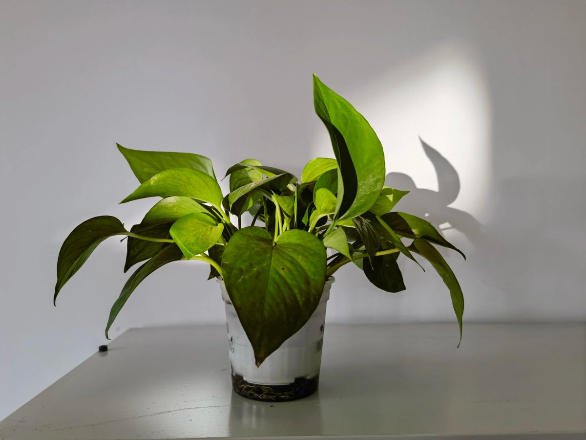 PStrobich's tweet photo. Caught my intern using the office plant as a desk fan. She said it’s “cost-effective AC” — we’re now testing a new perk: office plant rotation. https://t.co/BFY2uCNA8J