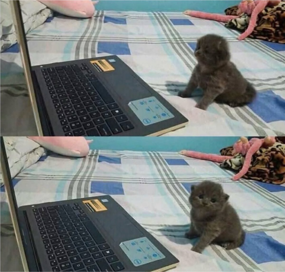 gatos fazendo gatices tweet media