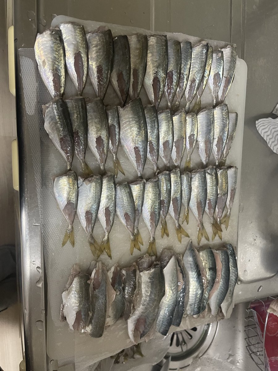 tamakixtu's tweet photo. 爆釣でした🎣 https://t.co/MqLLRK8Aoy
