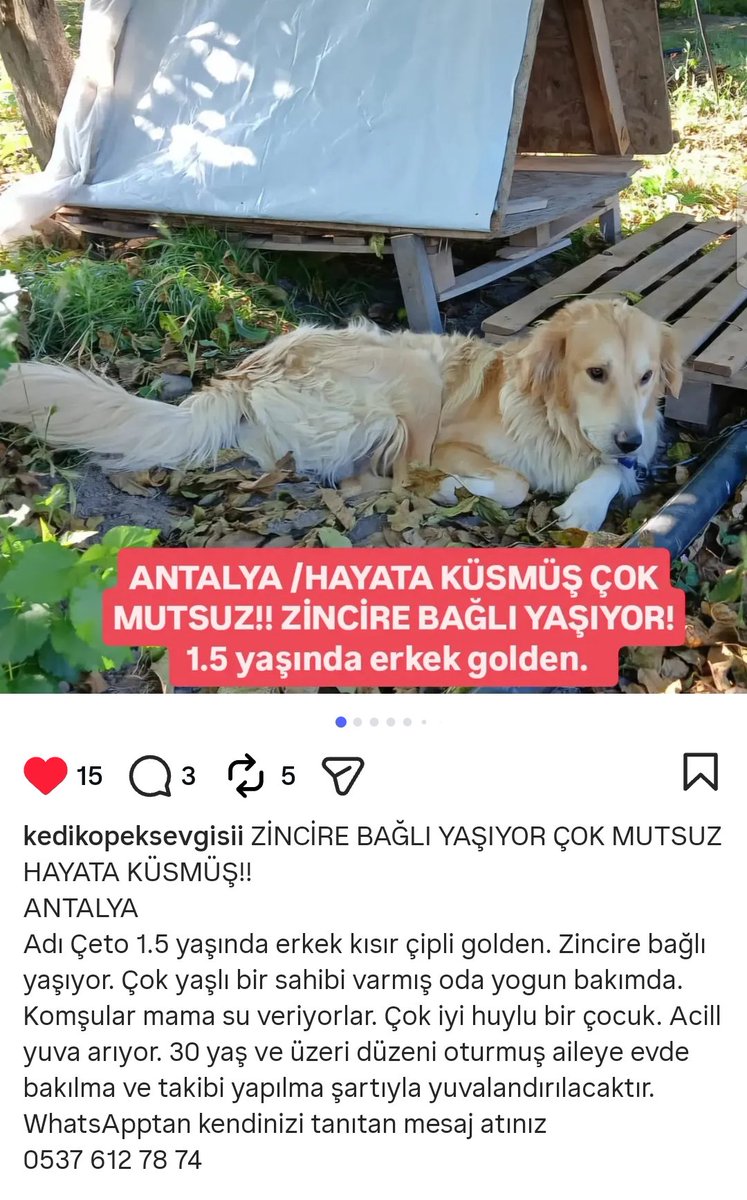 afayedekhesap's tweet photo. Antalya, acil yuva aranıyor📌 https://t.co/zfCZSfoeO6