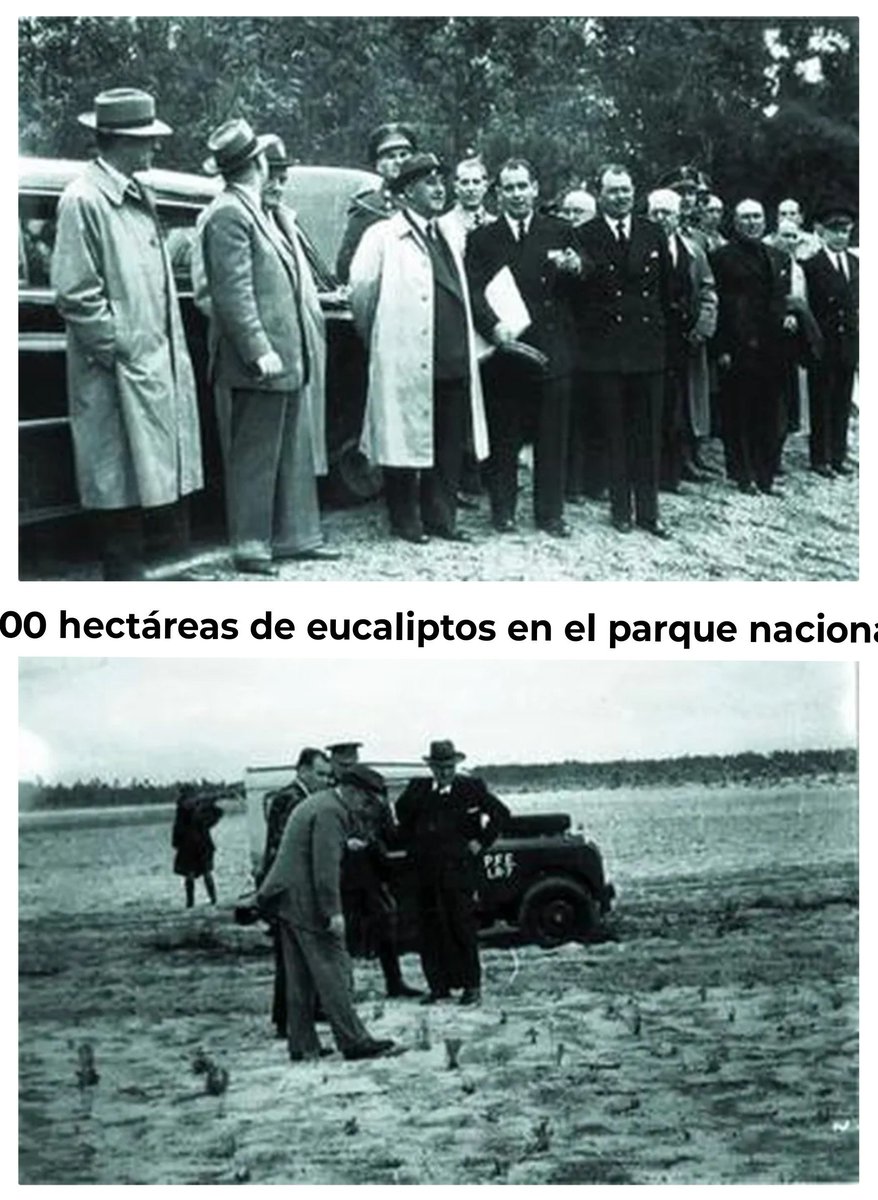 natadevesa's tweet photo. Menos discursos sobre "emergencia climática" y más memoria
Con #Franco y el #ICONA los montes no ardían así porque se aplicaba una metodología real:
Guardería forestal fija
Jornaleros limpiando en invierno
Pastoreo libre en los cortafuegos
Hoy la burocracia prohíbe limpiar https://t.co/djNmHe5wBI