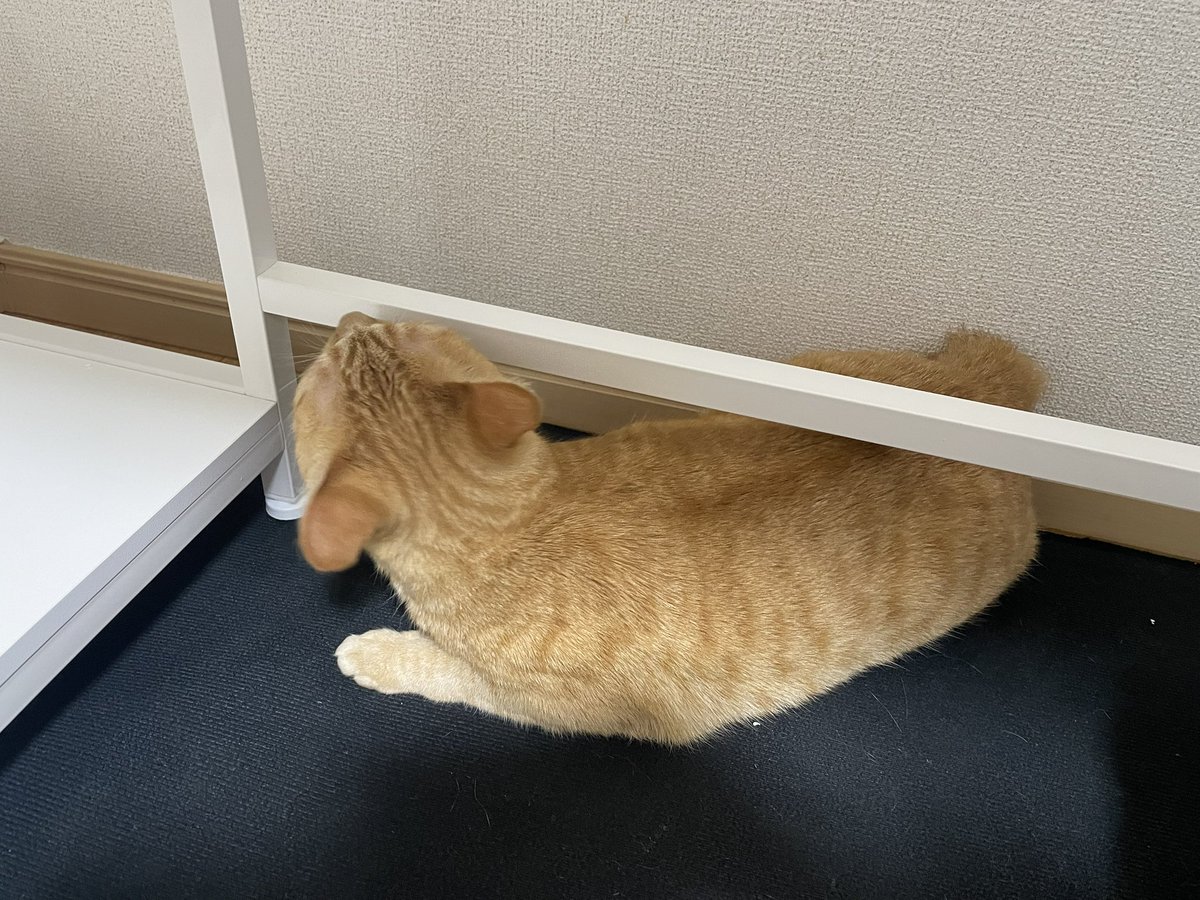 4_yoi_1's tweet photo. 猫が邪魔してくるので組み立てが進みません https://t.co/VHHMLpx9e3