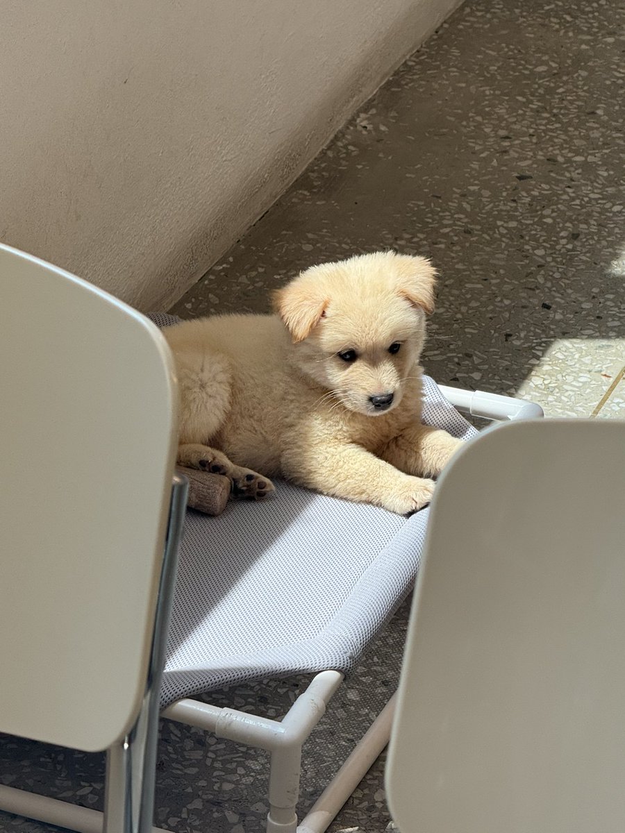 bboggeum_'s tweet photo. 📍 포인핸드 경의숲점

조용한 공간에서 힐링 할 수 있는 곳.!.!.!.!.!! 가나디들이 꼬옥 좋은 주인 만나길 (ㅜ.ㅜ) 무엇보다 커피 마시면서 유기견 강아지들을 위해 후원도 할 수 잇다니… 너무 좋은 구조다🫰🏻💕 https://t.co/xiuEdYw70X