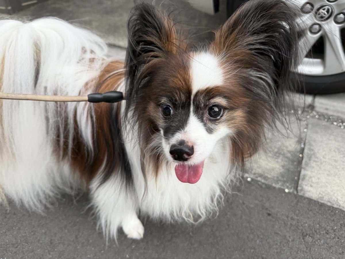 NB_Silver44's tweet photo. 先住犬散歩
＃犬 https://t.co/Vx2aOJ1VdZ