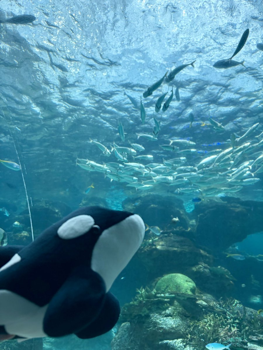 phantom_morgana's tweet photo. ユニボールワンＰとマステが欲しくて名古屋港水族館に連れてきてもらった🐬
彼氏よ、ありがとう😊♡
見て回る前にショップ行って良かった、帰りはピンクのユニボールワンＰは売り切れてた💦

#名古屋港水族館
#ユニボールワンＰ
#クラゲ
#マステ
#ペンギン https://t.co/MGax5mQOYM