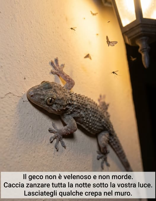 pierpi13's tweet photo. Compare sul muro appena si accende la luce esterna, e in molte case la reazione è la stessa: scacciarlo o ucciderlo. Il geco è l'animale più utile e più calunniato delle serate estive italiane.
- Non è velenoso, non morde, non trasmette nulla. Le credenze sulla pelle tossica o sull'urina che brucia non hanno alcun fondamento
- Caccia sotto il vostro lampione: zanzare, falene, mosche, scarafaggi e ragni. Un geco davanti a una luce esterna è un antizanzare che lavora tutta la notte gratis
- Sale sui muri lisci grazie a milioni di filamenti microscopici sotto le dita, non con la colla né con le ventose. Non lascia alcun residuo sulla parete
- Se lo afferrate perde la coda: ricresce, ma diversa e più corta. È una perdita seria, non un dettaglio
- Emette piccoli schiocchi e versi: è uno dei pochissimi rettili europei che usa la voce
Quando ristrutturate, ogni fessura sigillata nel muro è un rifugio in meno. Lasciategli qualche crepa e lui vi lascerà molte meno zanzare.