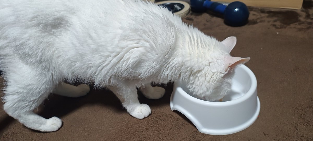 osakakon's tweet photo. お気に入りのウェットフードを夢中になって食べている。

#猫写真 https://t.co/NIsEVFycaS
