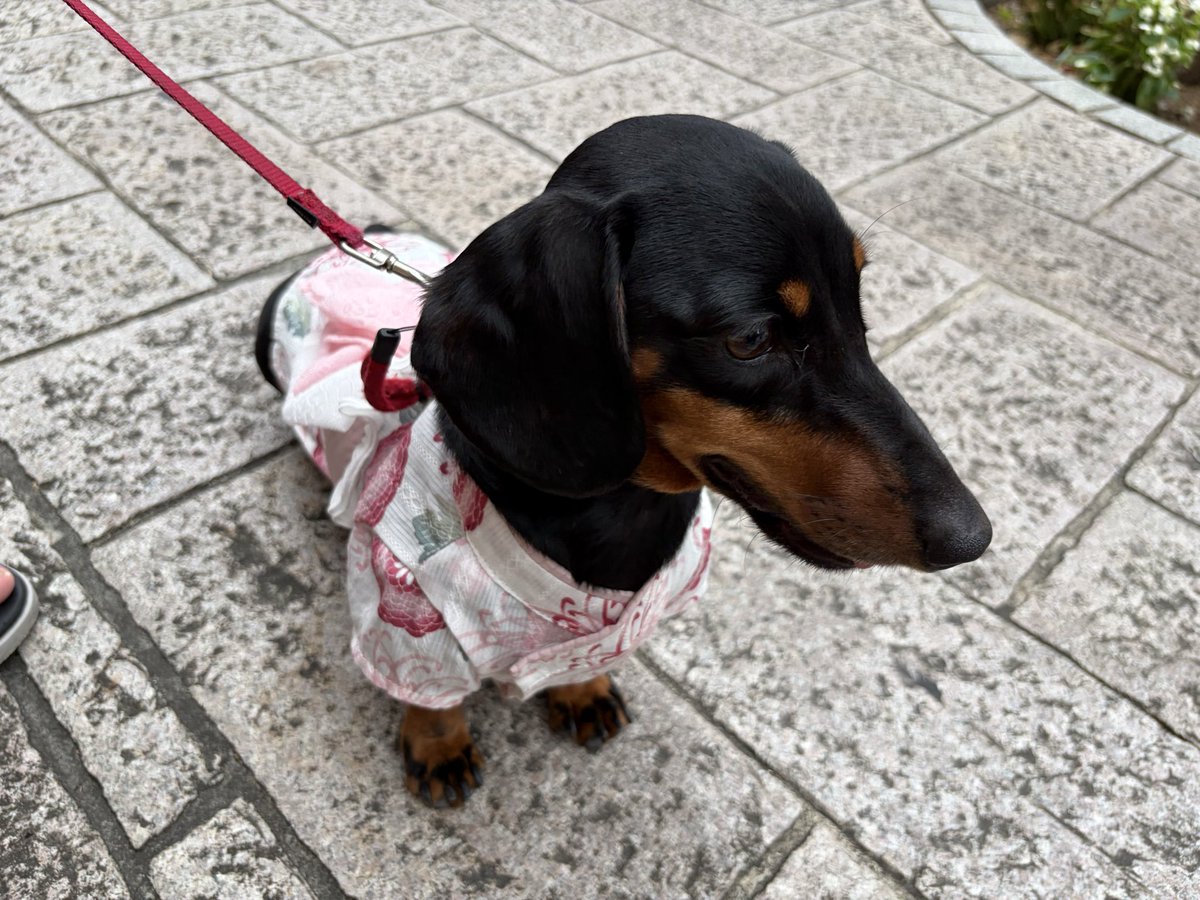 hosamayu114's tweet photo. おまちゅりいったよ🐶　
雨降るからすぐ退散しておうちでフジイカゼ見てる https://t.co/3B1olluuqt