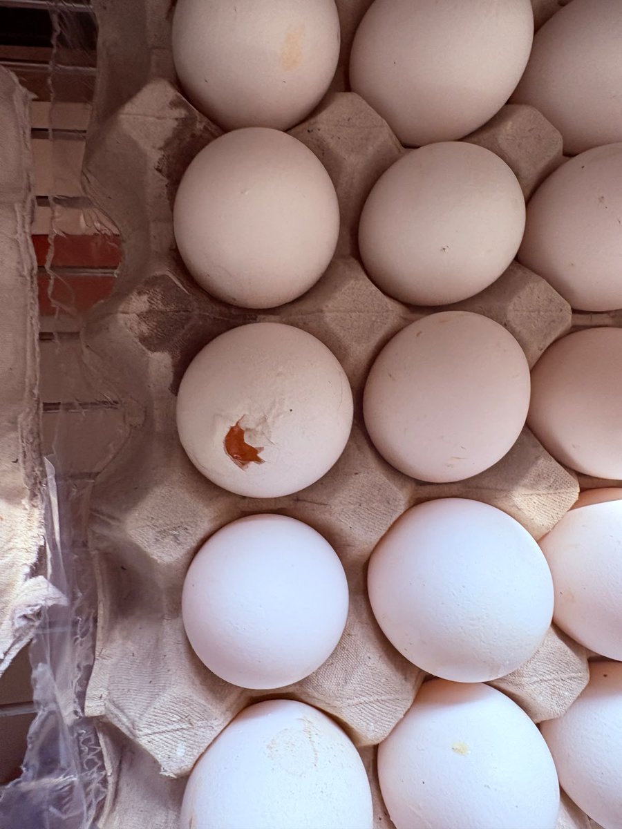 Siddhu653's tweet photo. My friend just ordered eggs from @ZeptoNow and many of them are not in good condition and one specific egg is clearly broken. When you contact @zeptocares they're saying that they can't even see the broken egg in the image and it looks completely eatable😭😭😭. https://t.co/fYt0Jl8VbD