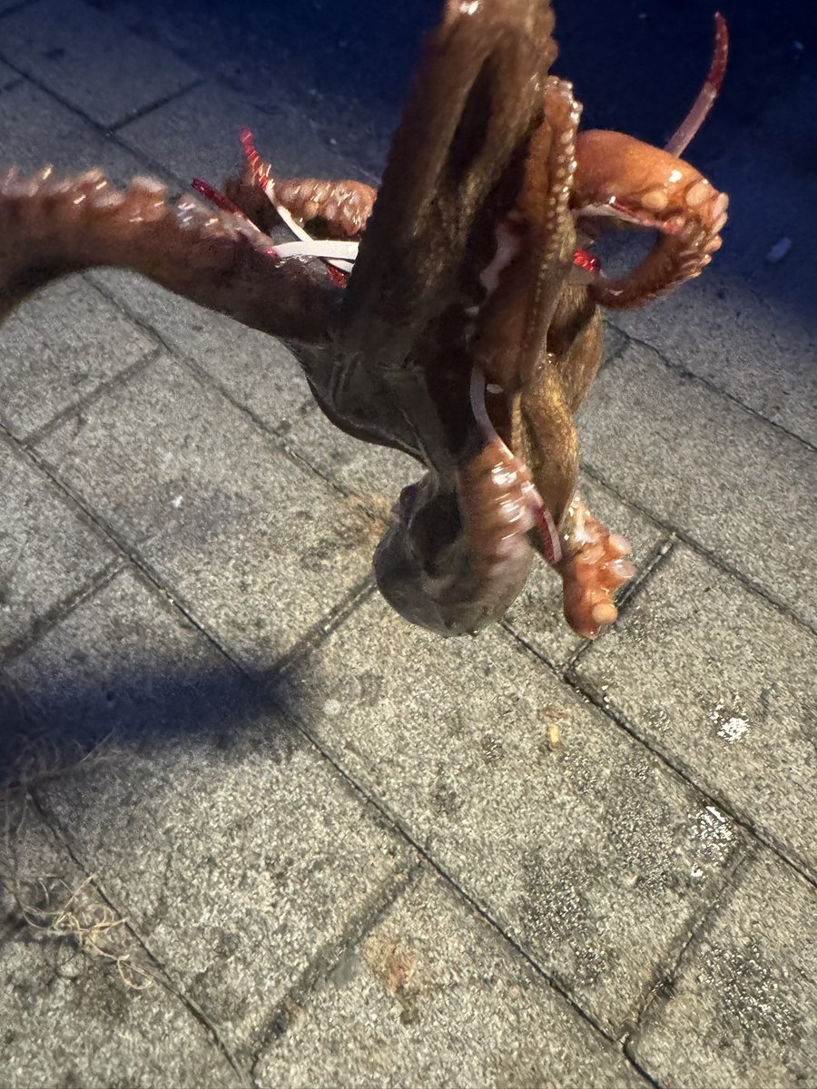 heruba3's tweet photo. 夜のタコ！ https://t.co/ovT1qN0LfU