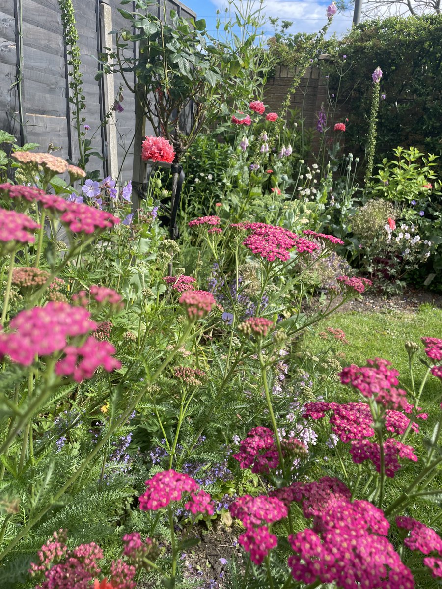 Andy6hutch's tweet photo. Delighted to have bagged second prize 🥈 this year for the #HutchGarden…. Congratulations to the First & Third prize winners & to everyone else that entered their lovely Gardens…. Happy Gardening all!!!… 🌿🌸🧑🌾🪴😊 #FoodForTheSoul #Gardening https://t.co/7ifnKww2Fr