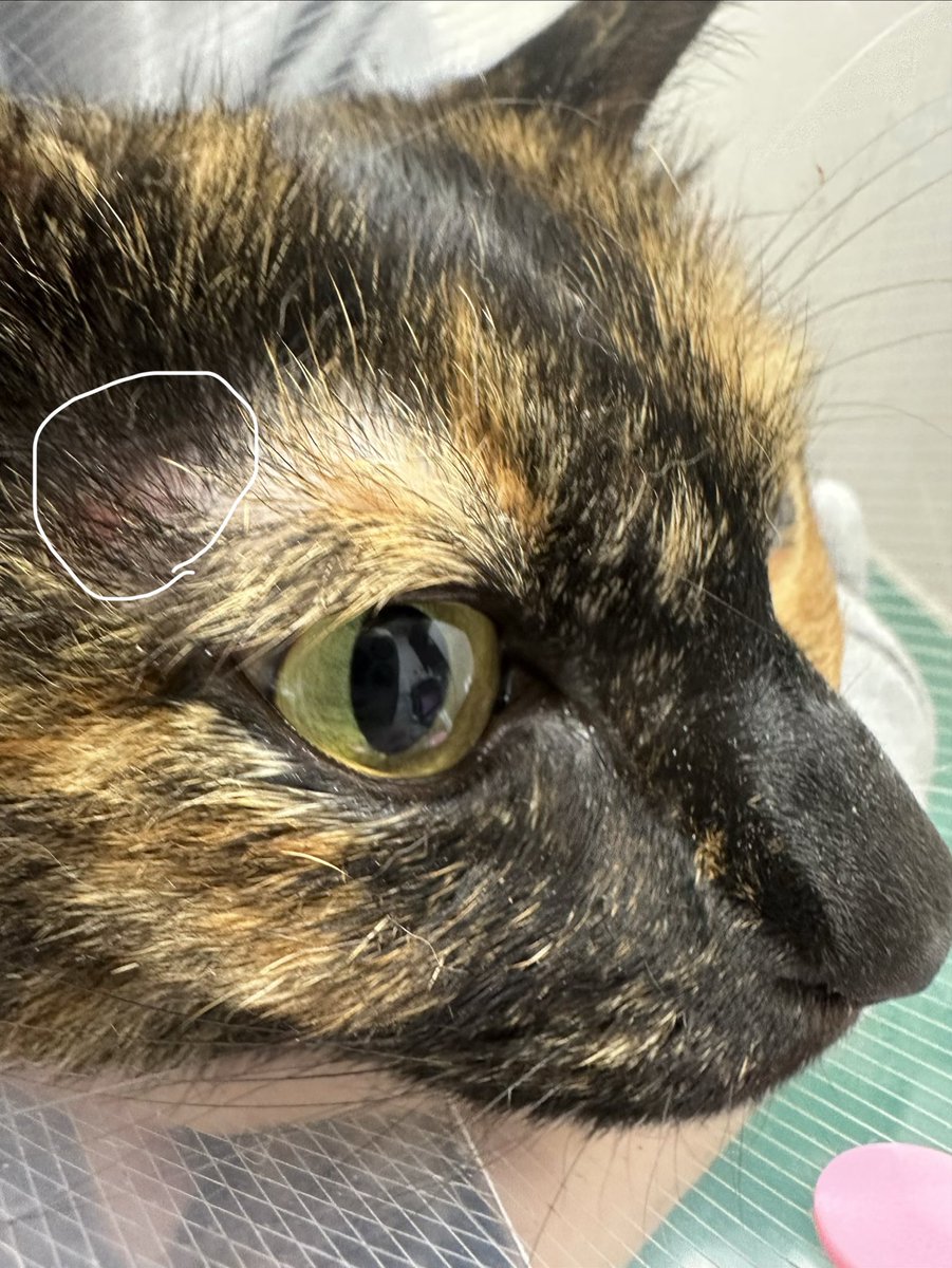 1108ricowan's tweet photo. ここが赤ちゃんの頃からただれる？ので
こちらも診て頂きました🍀𓂃◌𓈒𓐍
悪化するようならアレルギー検査してもらいます！

 #サビ猫  #サビ猫はいいぞ  #動物病院  #診察大切   #うに https://t.co/zMRYYl4Y2J