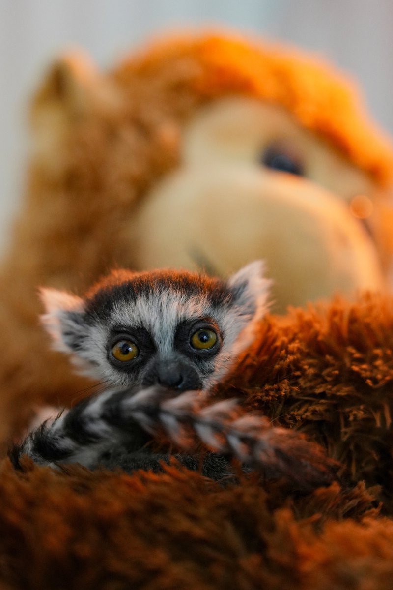 bbcnasrpskom's tweet photo. 70 grama nade i velike borbe za život ❤️🐾
Mala Tiana, lemurka iz Zoološkog vrta Kali u Kolumbiji, rođena je sa svega 70 grama. 
Zahvaljujući danonoćnoj nezi stručnjaka, posebnoj ishrani i plišanoj „majci“, ovo sićušno mladunče svakim danom postaje snažnije 💪

📷 Reuters https://t.co/KOV2FGIgfK