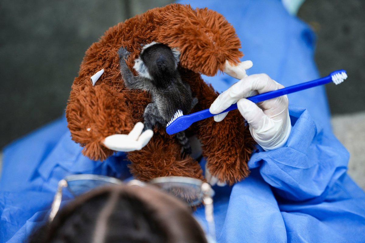 bbcnasrpskom's tweet photo. 70 grama nade i velike borbe za život ❤️🐾
Mala Tiana, lemurka iz Zoološkog vrta Kali u Kolumbiji, rođena je sa svega 70 grama. 
Zahvaljujući danonoćnoj nezi stručnjaka, posebnoj ishrani i plišanoj „majci“, ovo sićušno mladunče svakim danom postaje snažnije 💪

📷 Reuters https://t.co/KOV2FGIgfK