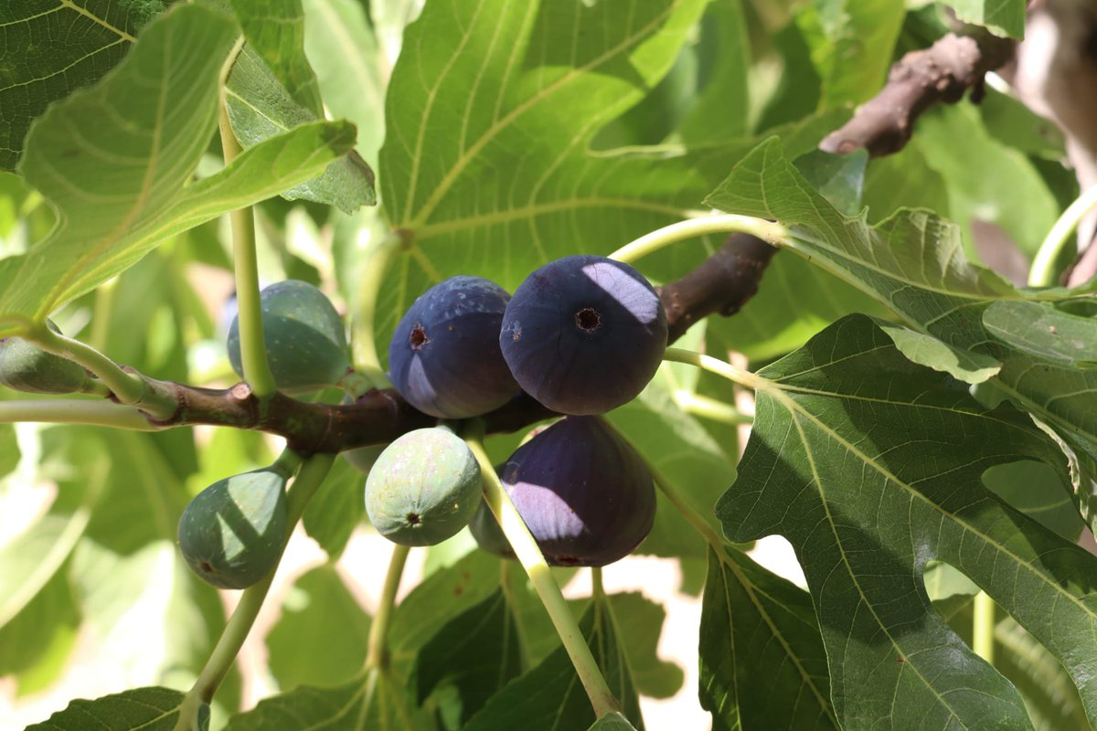 NomadeDiscovery's tweet photo. The fig tree never worries about having enough.

Every summer it simply gives.

Perhaps there's something to learn from that. 🌿 https://t.co/kVYa0Ksfbc