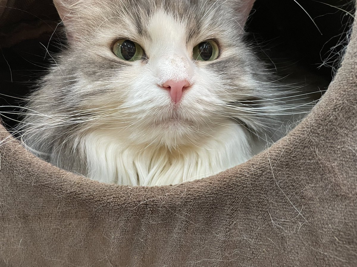 cocone0510's tweet photo. ビルスハウス占領中のかりんちゃん😻

⁡#猫カフェ心猫 #猫 #近鉄奈良駅 #奈良市 #cat #猫好きさんと繋がりたい #猫のいる暮らし #マルエス  #ノルウェージャンフォレストキャット #かりん https://t.co/MZHsdfxyxJ