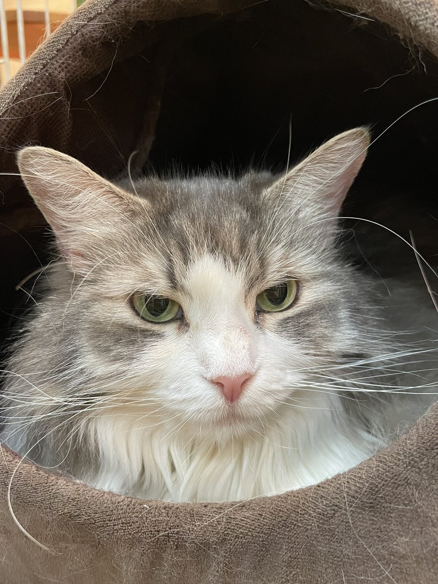 cocone0510's tweet photo. ビルスハウス占領中のかりんちゃん😻

⁡#猫カフェ心猫 #猫 #近鉄奈良駅 #奈良市 #cat #猫好きさんと繋がりたい #猫のいる暮らし #マルエス  #ノルウェージャンフォレストキャット #かりん https://t.co/MZHsdfxyxJ