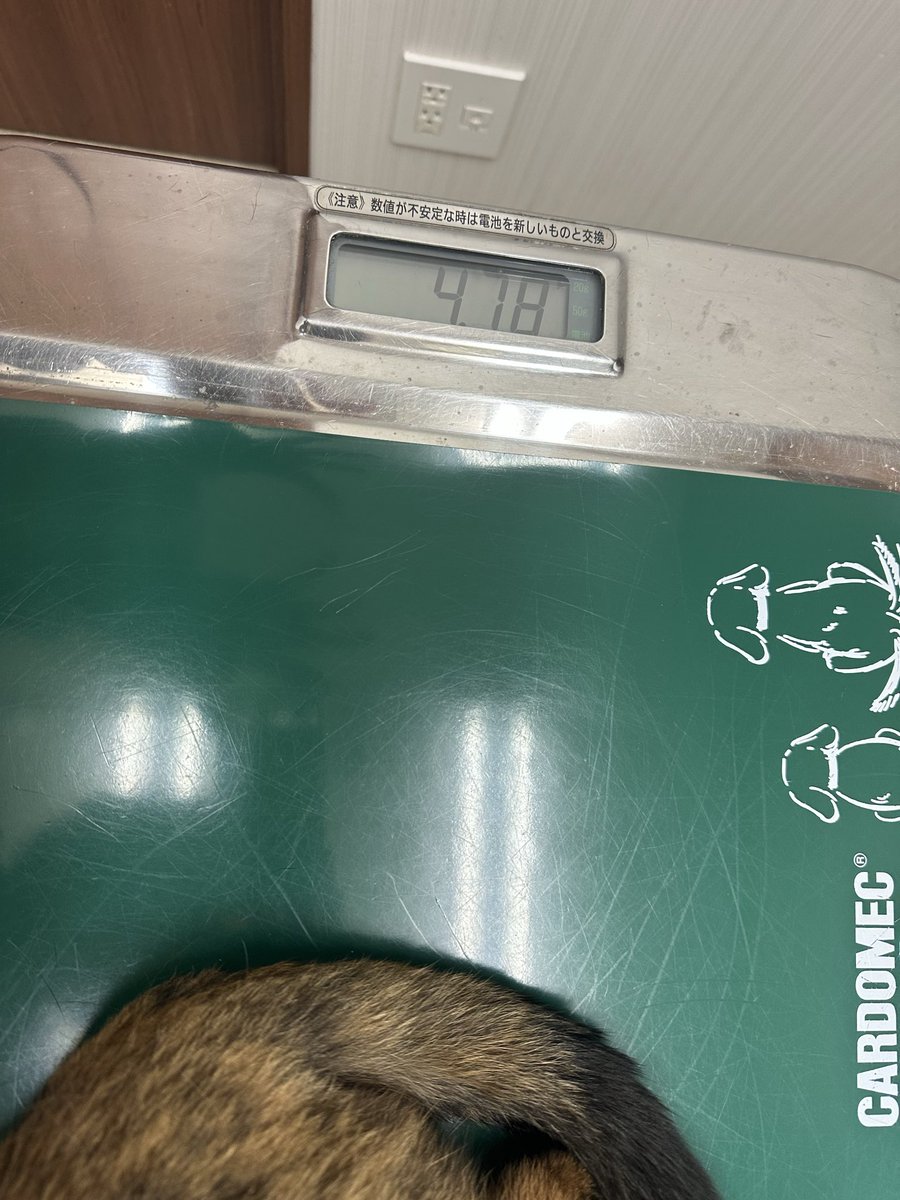 1108ricowan's tweet photo. 太り過ぎ😱
レントゲン撮ってもらっても、脂肪の部分を先生から説明してもらって
飼い主「あぁあああああ…」
ごはんの量を減らして毎日、体重測定します https://t.co/YRcSSnYq46