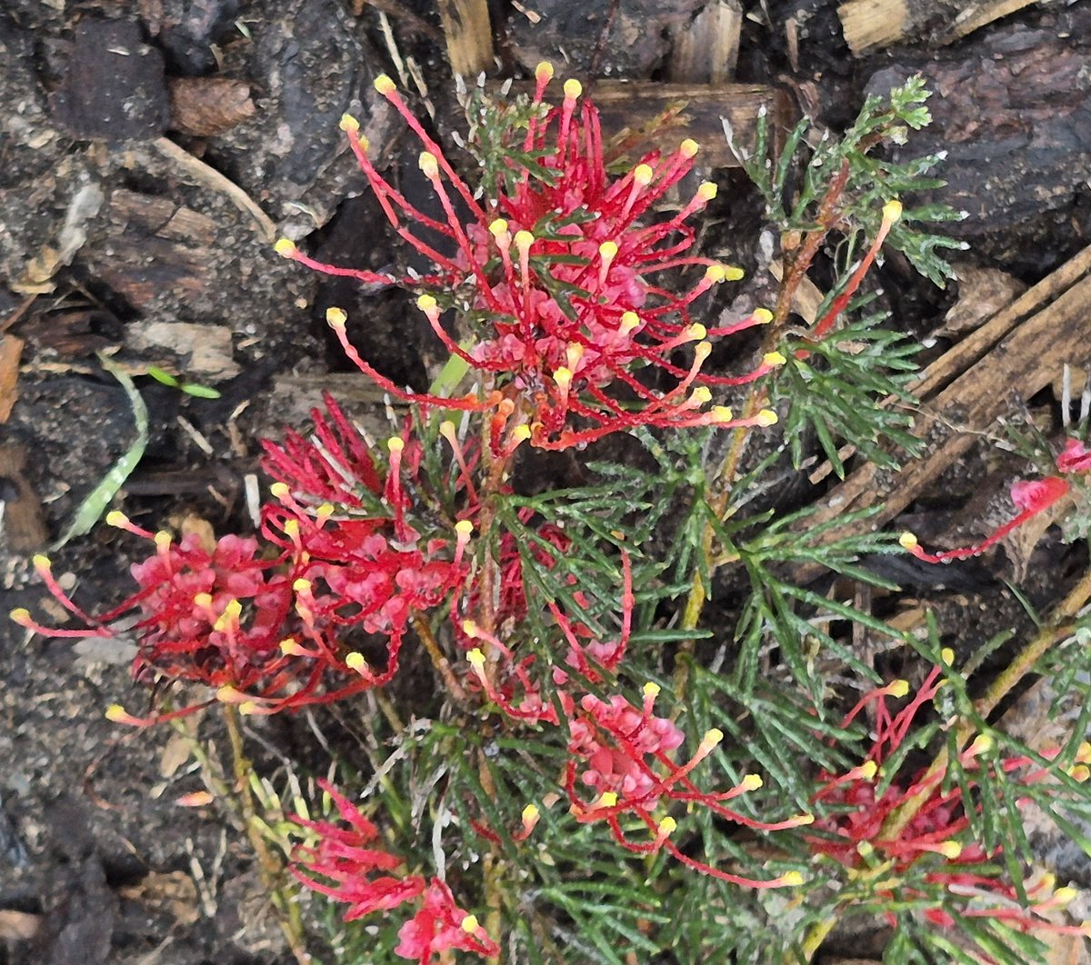 StuartWilliams_'s tweet photo. Spreading grevillea
Grevillea humifusa from Eneabba in Western Australia https://t.co/OVoNxjaeLI