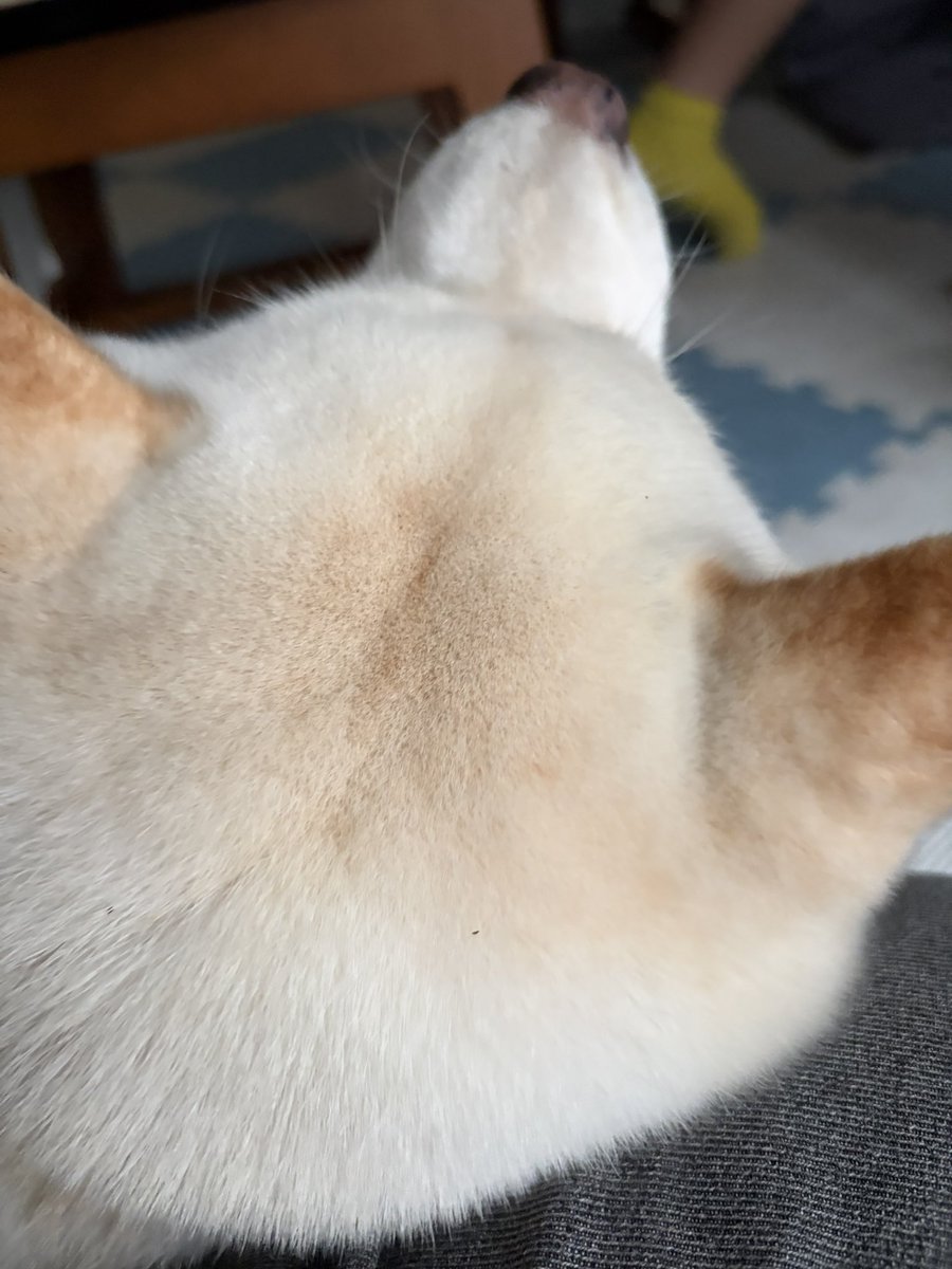 rainkeagoo's tweet photo. ふわふわ https://t.co/phZXy1vuqK