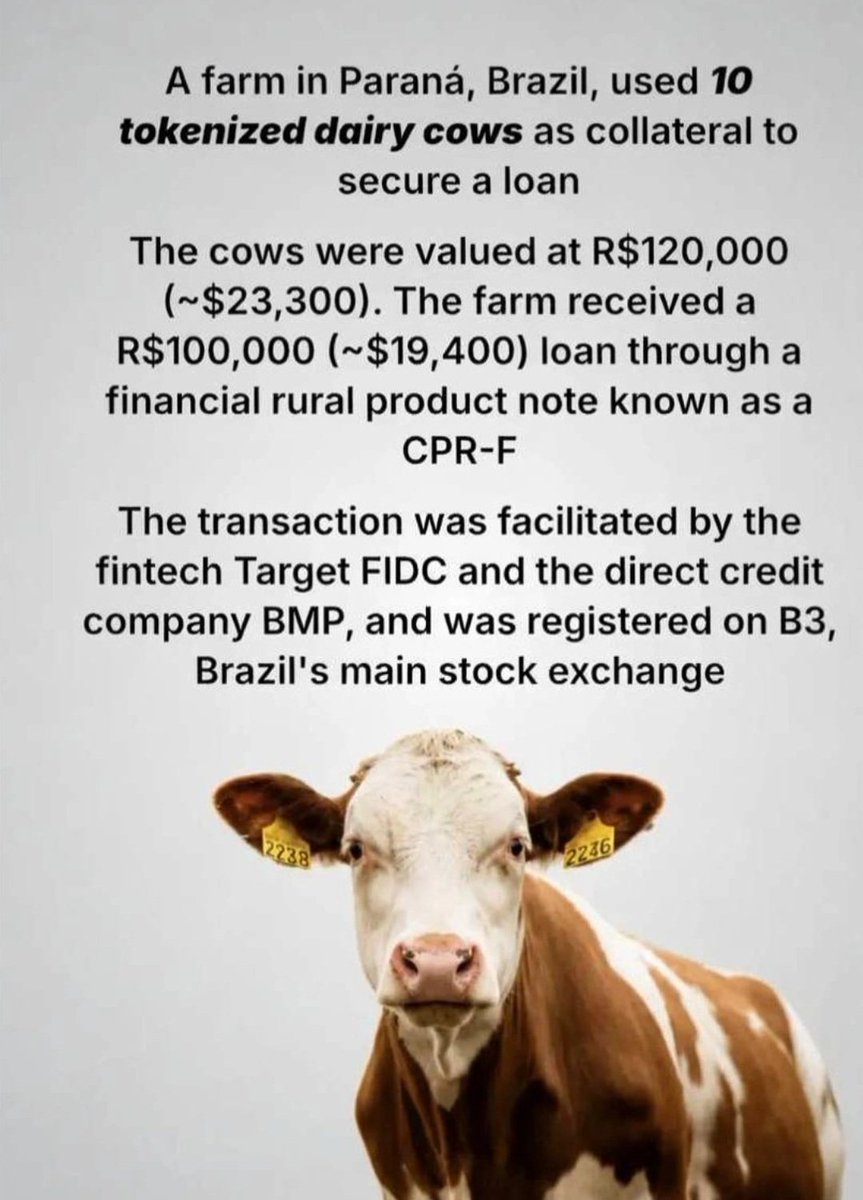 0xPatricksfeir's tweet photo. Brazil Just Approved Tokenized Cows As Loan Collateral 🇧🇷 🐄 https://t.co/n5aMrhY1Mg