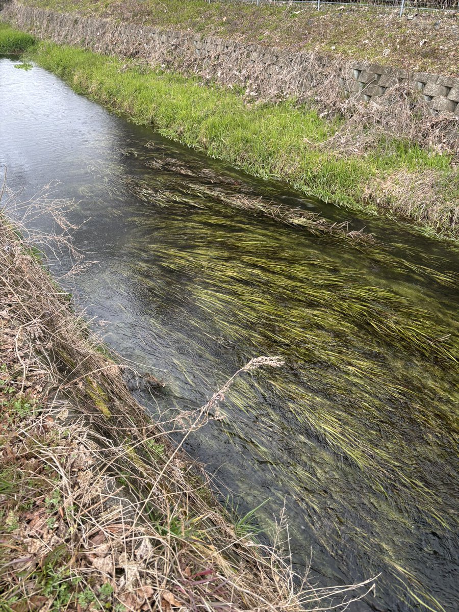 ki18_river's tweet photo. 改めて自己紹介🙋‍♂️
大学生です。自然環境全体が大好きで、特に日淡が好きです。
今いる生き物がこれからも変わらず、ずっと生息し続けていく環境を維持することが目標。
#この子が見られる環境をこの先も
#自己紹介　#日淡　#ヨドゼゼラ https://t.co/ftHlrZi3HZ