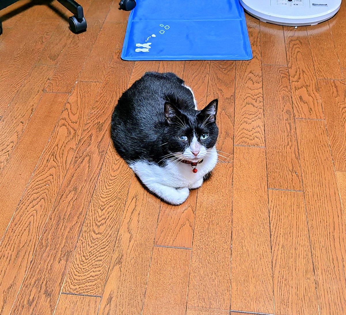 hijitoro's tweet photo. お手々ナイナイ🐱

　＃猫　＃ハチワレ猫
　＃アニマルエイド出身
　＃ハチワレは世界を救う協会 https://t.co/0432j7bhVC