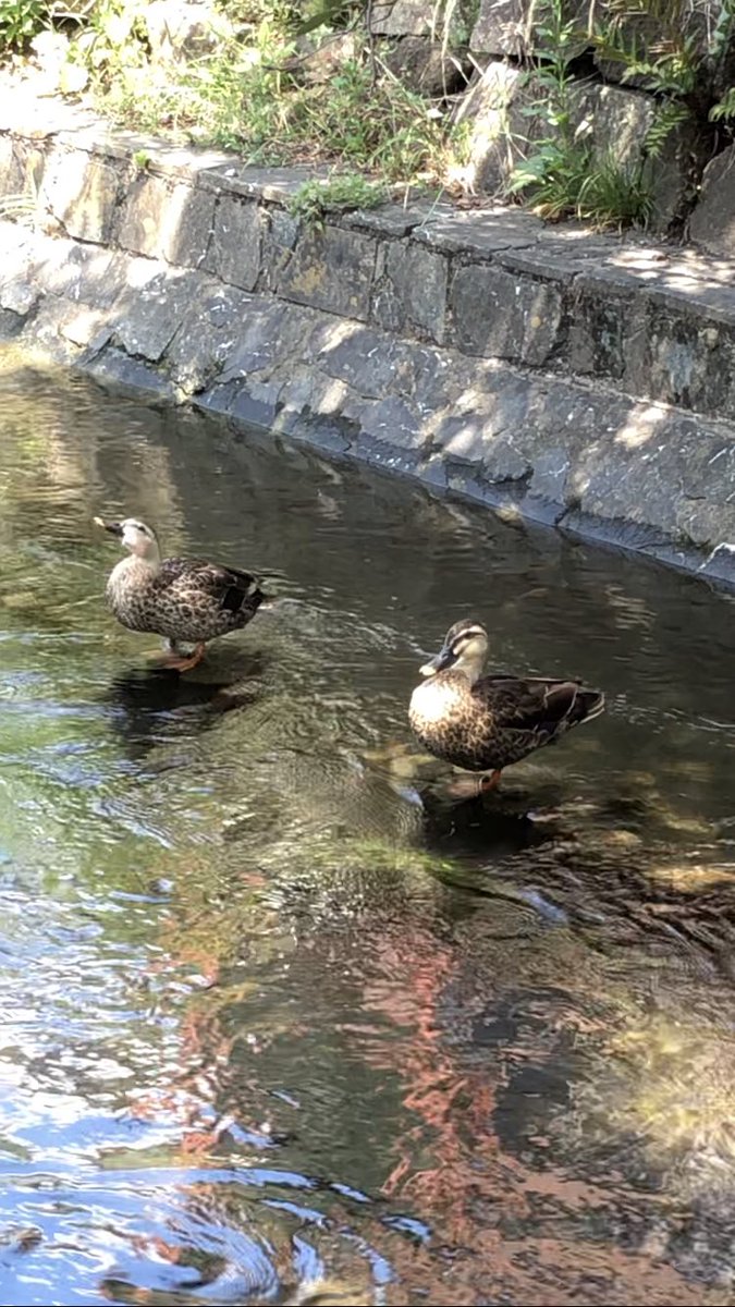 kinokohouse's tweet photo. cute ducks are relaxing #birds #duck #river #nature #cute #wildlife #wal... https://t.co/f20NjSyQ51 @YouTubeより https://t.co/W17rwZ3pEK
