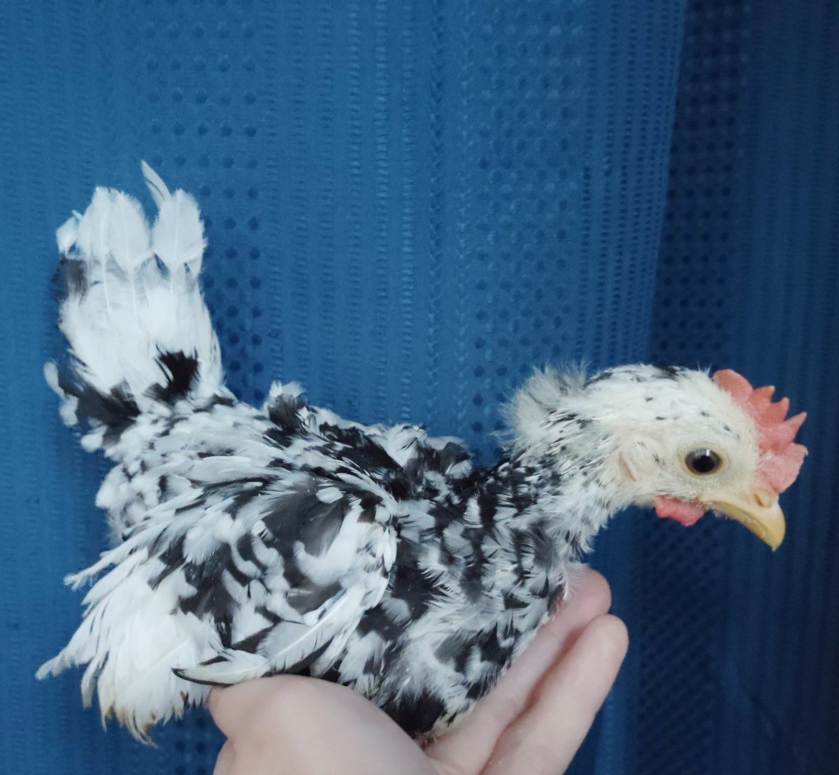 Shepherd4013's tweet photo. チャボのダリア
オスに見えてきたww
オスでもぜんぜんいいんだけどな
そして一番良く慣れてる、かわいい https://t.co/4o4EU8En0d