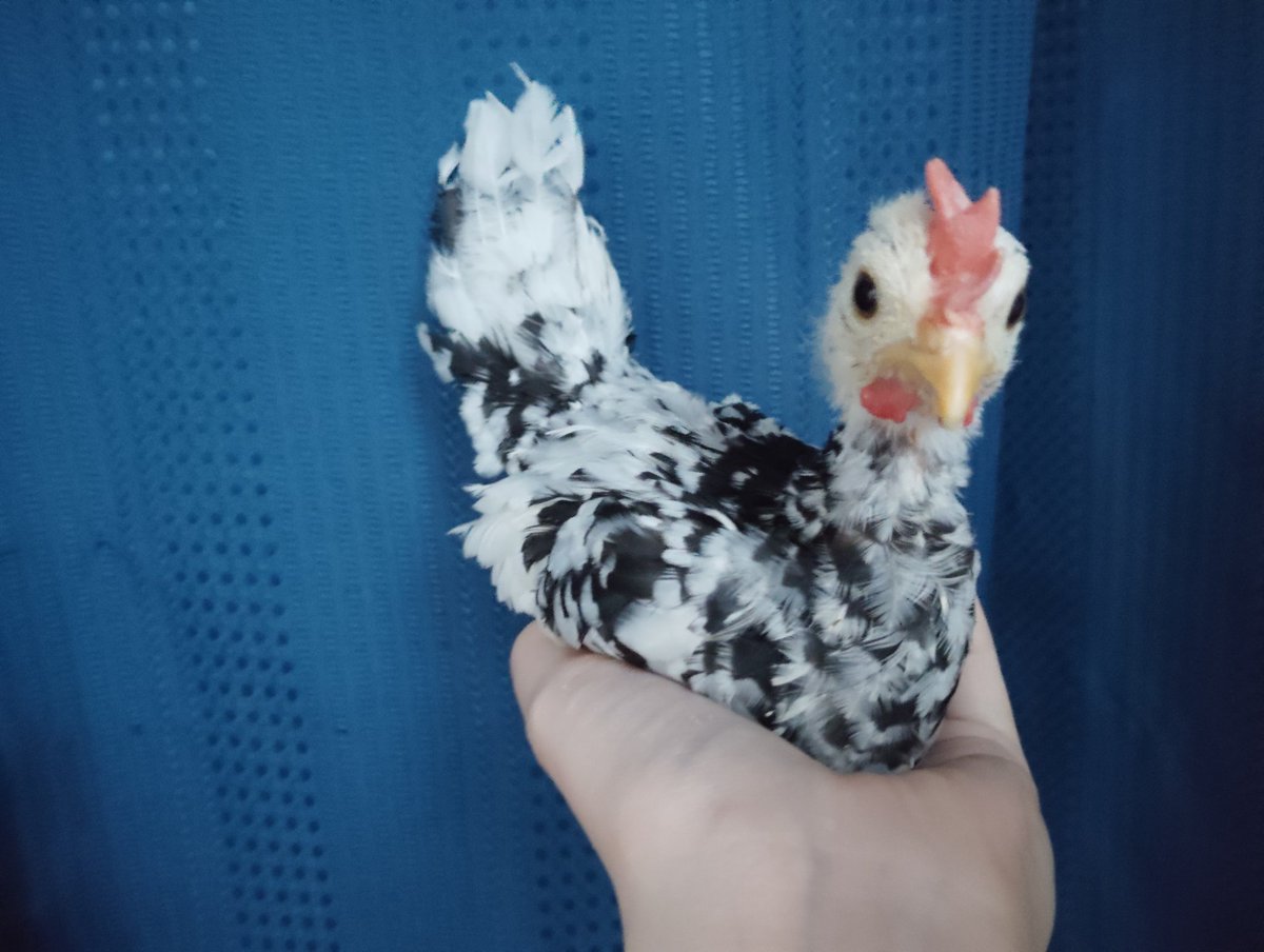 Shepherd4013's tweet photo. チャボのダリア
オスに見えてきたww
オスでもぜんぜんいいんだけどな
そして一番良く慣れてる、かわいい https://t.co/4o4EU8En0d
