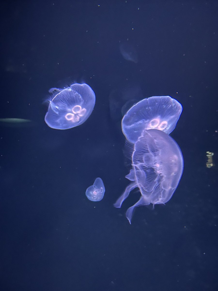 nekoDOGE12's tweet photo. 水族館コラボ行ってきた！
音声ガイドとマーメイドショウと海月空間が良かった
#超かぐや姫 https://t.co/Ui9rdegvy1