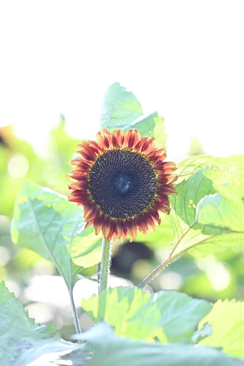 kameo246's tweet photo. ひまわり4種 https://t.co/PuhQbwwlw2