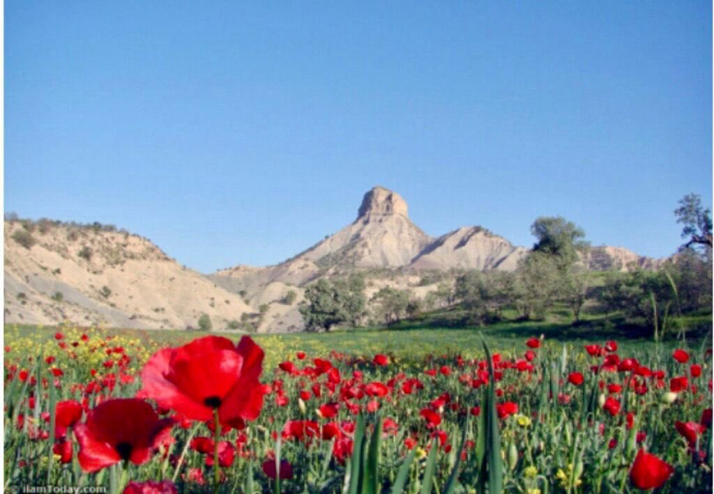 EnZh8i's tweet photo. دوستان خوبم از کمک همه شما تشکر میکنم واگر بک ندادم بفرمایید ایرانی های با معرفت https://t.co/aRvoC0Et4n