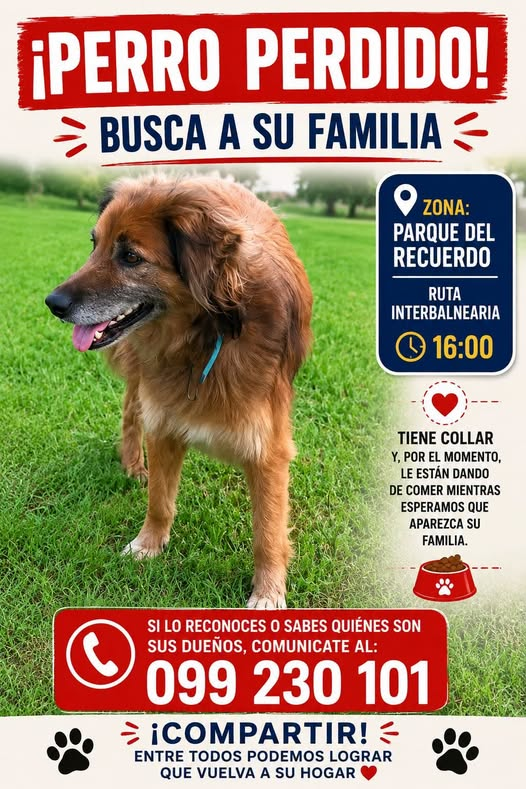 Mikamagic80's tweet photo. Cuiden a sus peluditos
Ponganles siempre una chapita con un par de celulares por si esto pasa https://t.co/AkREpabAM0
