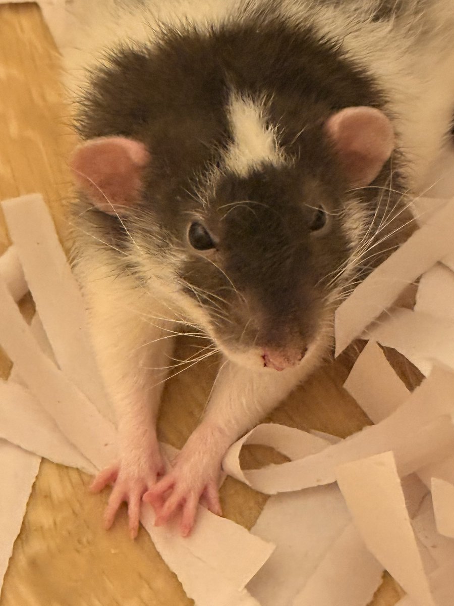たかまなのなにやや Post by おこめω(🐀Lv.8) on X: ﾅﾝﾔ